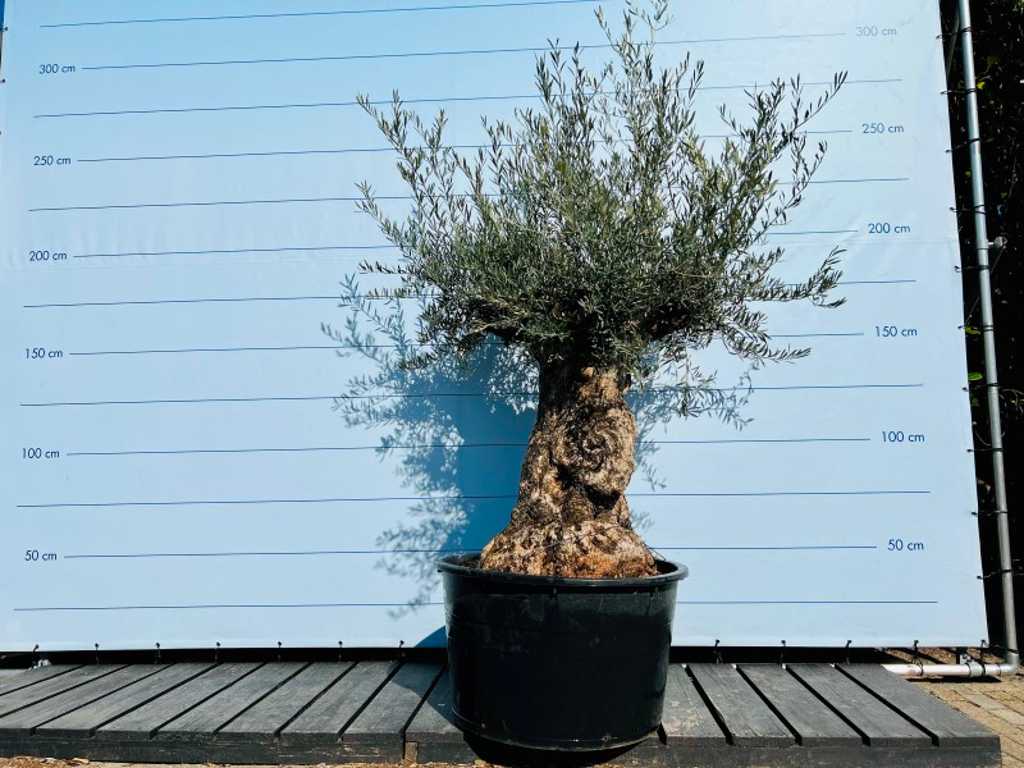 Olivenbaum. Stammumfang 100 - 120 cm. 