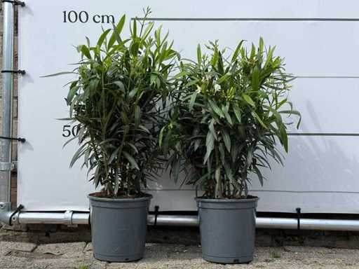 2x Oleander-Weiß – Nerium-Oleander – Höhe ca. 80 cm