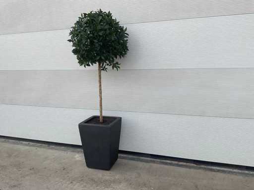 Artificial laurel tree in pot