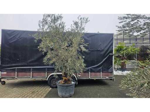Bonsai magnific de măslin - 100 de ani - Olea europaea