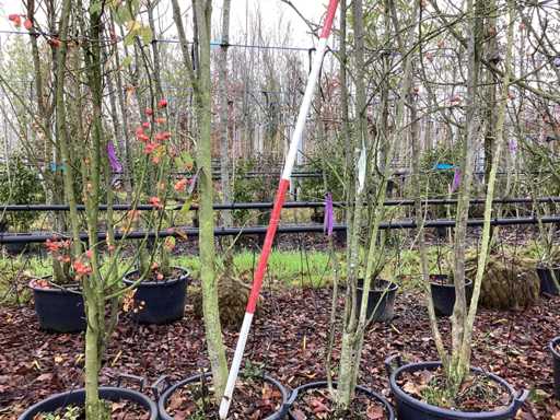 Rowan - Copac topiar (2x)