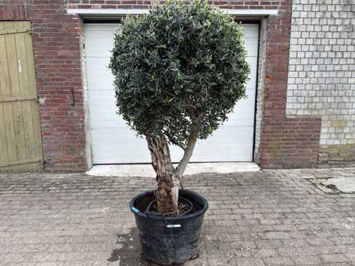 Olivenbaum kugelförmig – Olea Europaea – Höhe ca. 180 cm