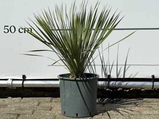 Giglio di palma S - Yucca Rostrata - altezza circa 60 cm