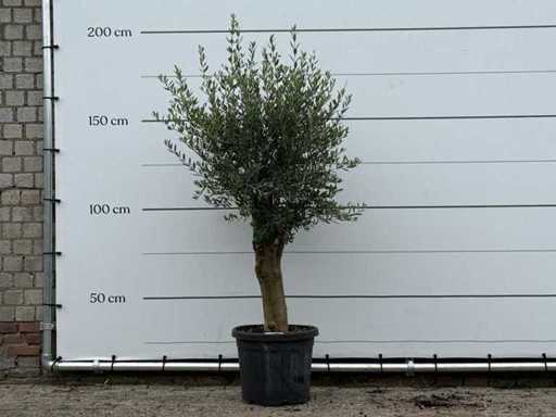 Măslinul Florida - Olea Europaea - aproximativ 25 de ani - înălțime aprox. 170 cm