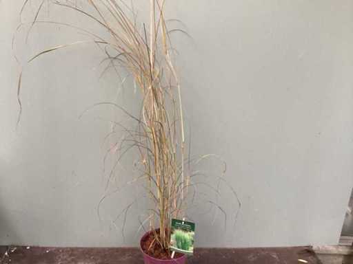 Ornamental grasses (70x)