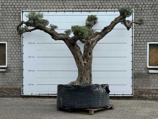 Olijfboom Farga XXL - Olea Europaea - ca. 250 jaar oud - hoogte ca. 300 cm