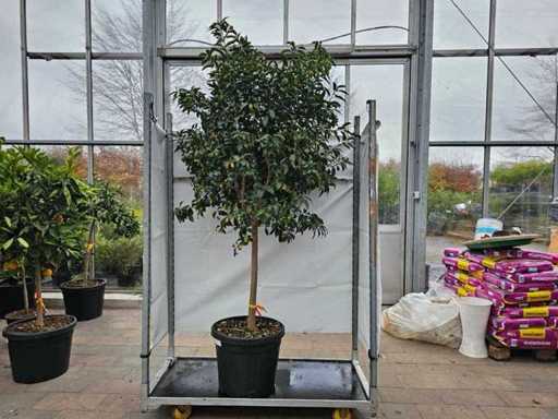 Prachtvoller Kumquatbaum (Citrus japonica) - 210 cm Hochstamm