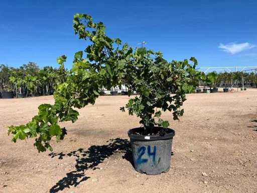 Plante de vigne