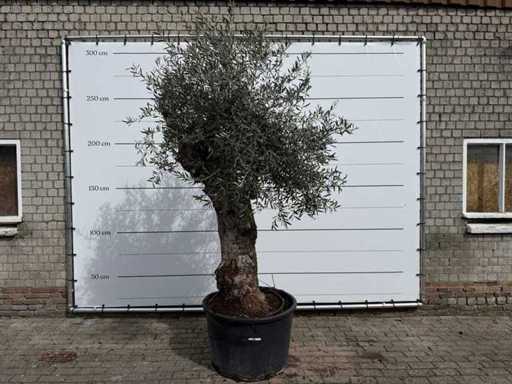 Olivenbaumbonsai XL – Olea Europaea – ca. 50 Jahre alt – Höhe ca. 250 cm