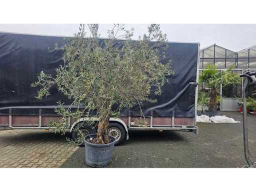 Măslin magnific (Olea europaea) - 210 cm - circumferința trunchiului 80 cm