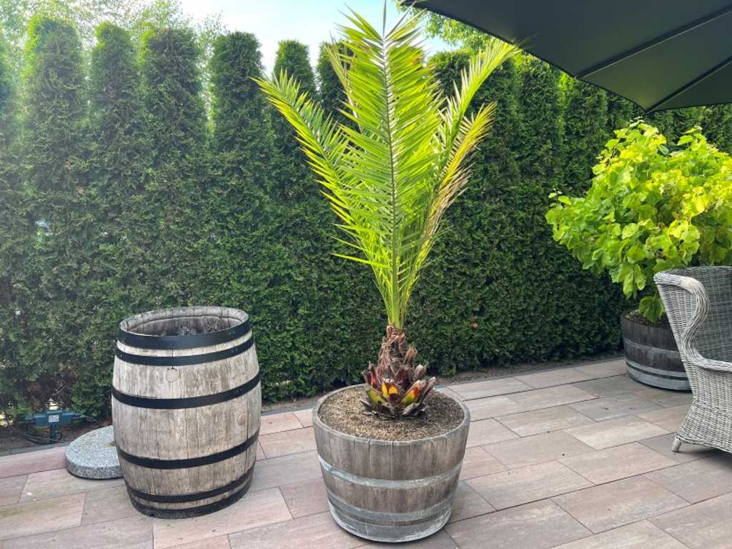 Date palm in half wine barrel