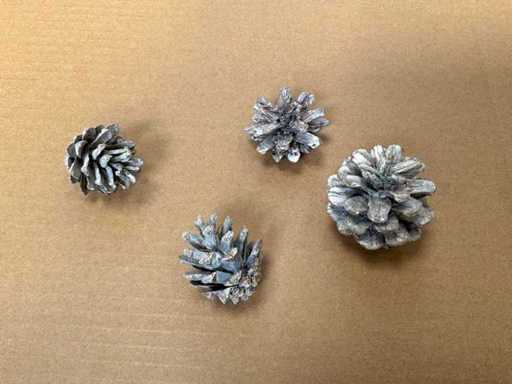 Lot de conuri de pin