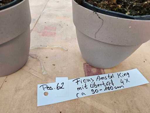 Set van 4 Ficus Amstel King inclusief plantenbakken - Elegante kamerplanten