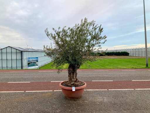 Măslinul (Olea Europaea Lessini)