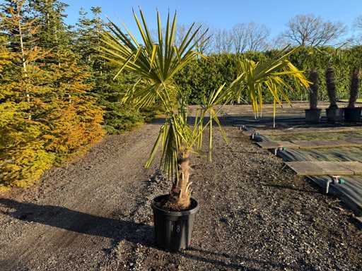 Trachycarpus Fortunei - Palm Tree 160cm