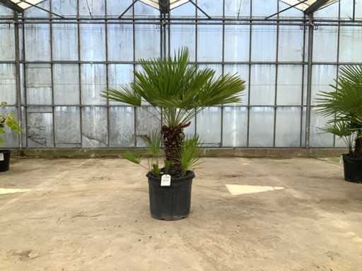 Palm tree multi-stemmed (Chamaerops Humilis)