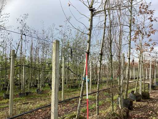 Platan de acoperiș - Copac modelat