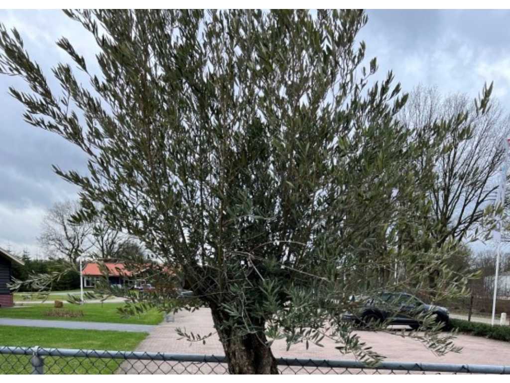 Olivenbaum. Stammumfang 60 - 80 cm. 