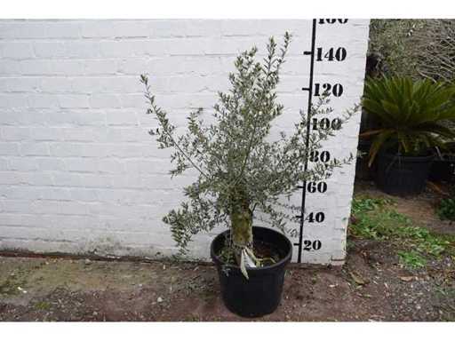 olive old skin - Olive tree