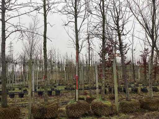 Variegated sweet gum - Topical tree