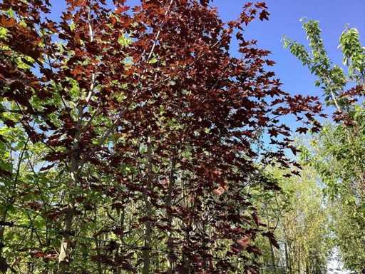 Acero di Norvegia a foglie rosse - Albero topiario