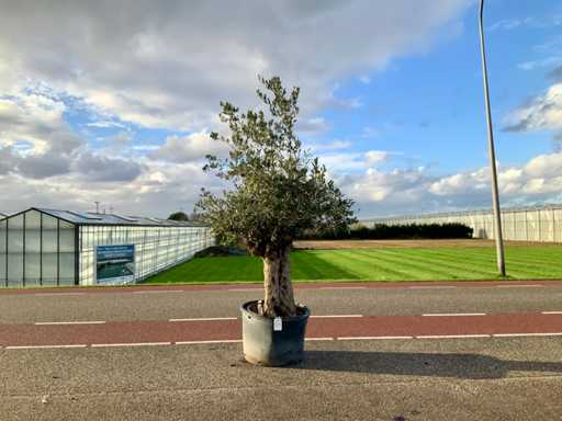 Măslinul (Olea Europaea Lessini)