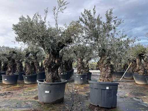 Olive Trees (2x)
