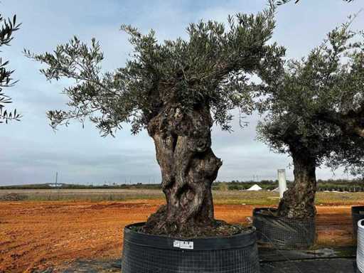  Olijfboom in een voorbeeldige mand
