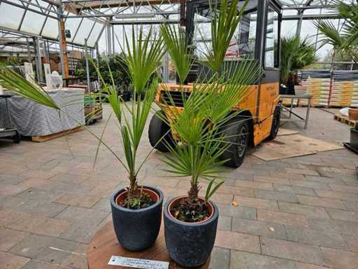 Set van 2 dwergpalmen (Chamaerops humilis) inclusief glasvezelplantenbakken