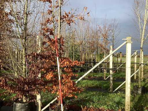 Buk zielony – drzewo ozdobne