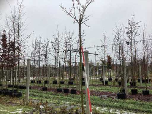 Morwa – drzewo cebulkowe