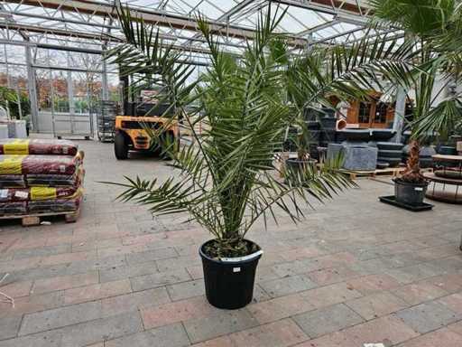 Imposing phoenix palm (date palm) - approx. 200 cm