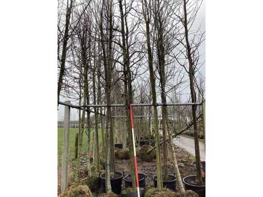 Amberboom - Sierboom