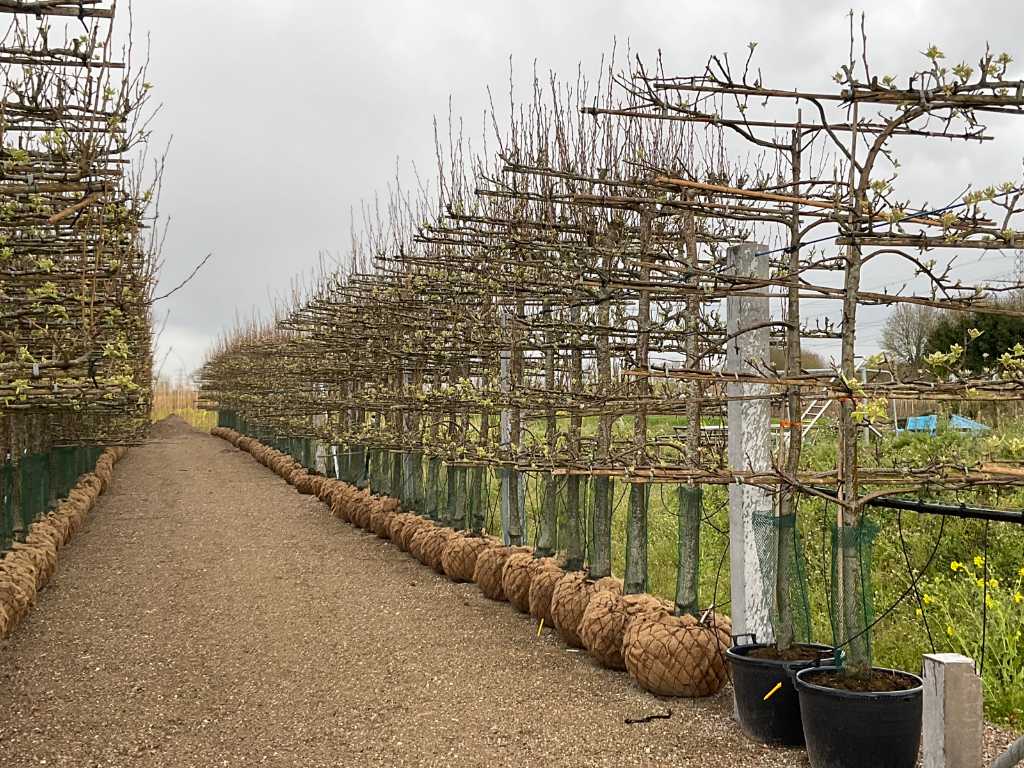 pear tree conference espalier (4x)