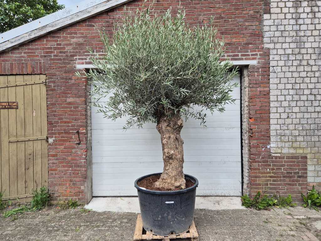 Olivenbaum Bonsai - Olea Euopaea - Höhe ca. 300 cm