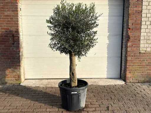 Olivenbaum kugelförmig M – Olea Europaea – Höhe ca. 170 cm