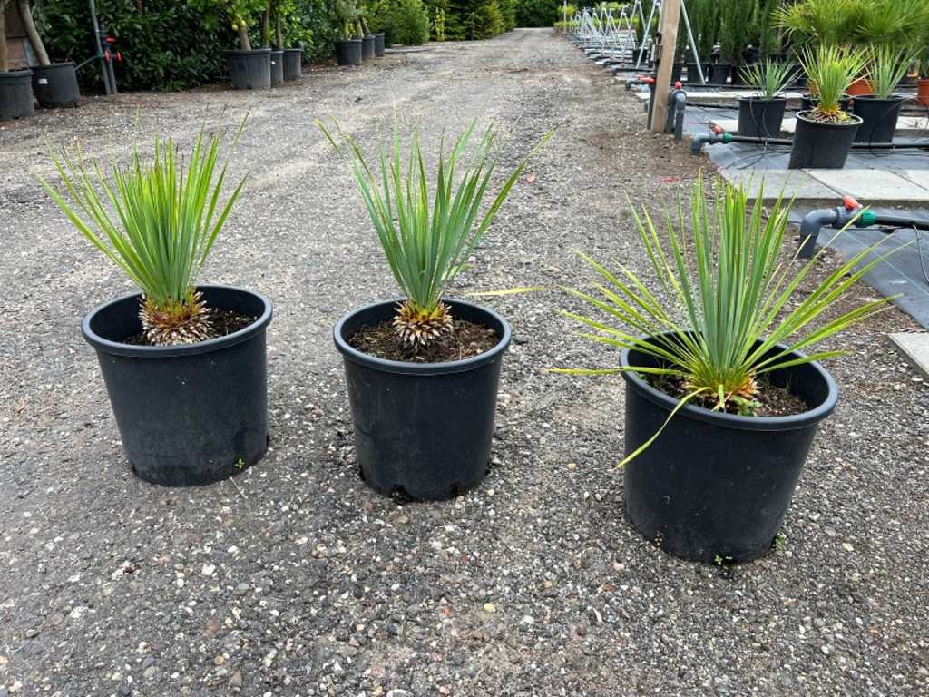 3x Yucca rostrata 50/60cm avec pot