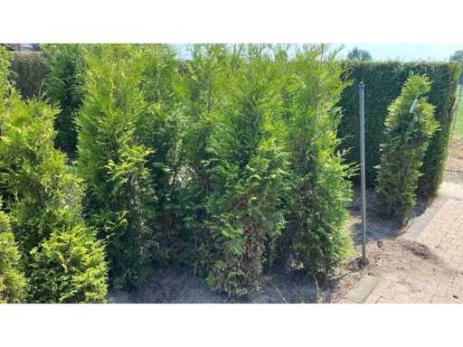 Haies de conifères Thuja Brabant 140-160 cm (6x)