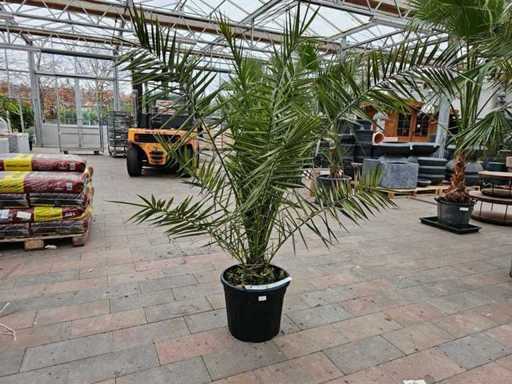 Imposante fenikspalm (dadelpalm) - ca. 200 cm