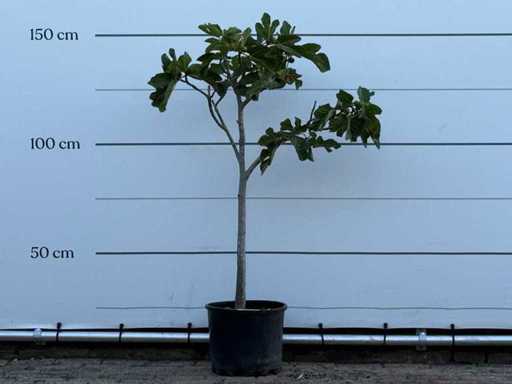 Figuier - Ficus Carica - hauteur environ 150 cm