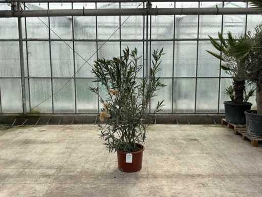 Nerium Oleander Pink