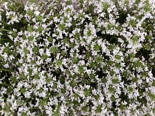 Vaste planten - 60 iberis wit, 60 mecardonia