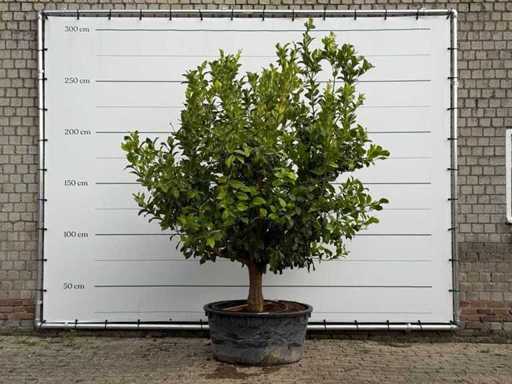 Lemon Tree XL - Limon agrume - hauteur environ 250 cm