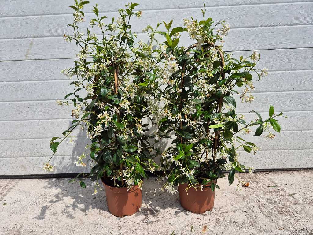 2x Toskanischer Jasmin - Frühjahrsblüher - Trachelospermum Jasminoides - Höhe ca. 70 cm