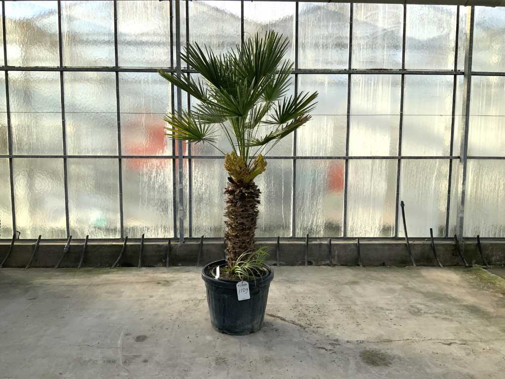 palmier cu mai multe tulpini (Chamaerops humilis)