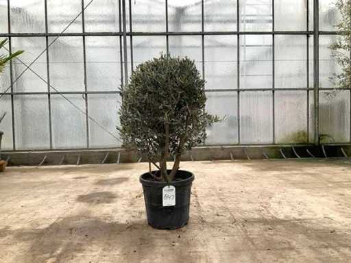 Olijfboom (Olea Europaea Lessini)
