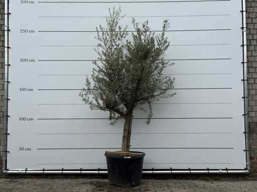 Olive tree young bark - Olea Europaea - approx. 40 years old - height approx. 220 cm