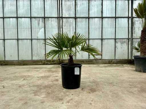 Palme (Trachycarpus fortunei)