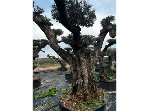  OLEA EUROPEA POM POM SECOLARE  