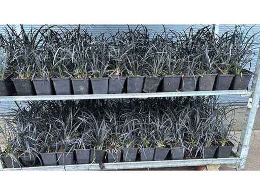 Herbe vivace à barbe de serpent (140x)